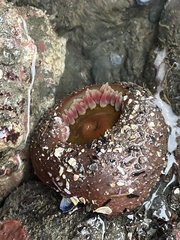 Urticina clandestina
