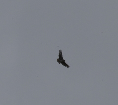 Buteo solitarius
