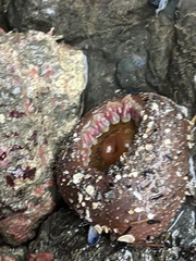 Urticina clandestina