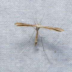 Stenoptilia zophodactylus