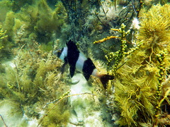 Pseudogoniistius nigripes