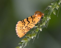 Chrysoecia atrolinea