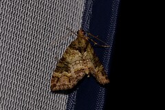 Crasilogia gressitti