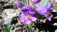 Penstemon eriantherus
