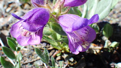 Penstemon eriantherus