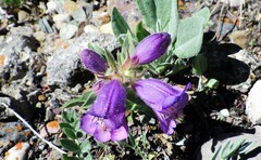 Penstemon eriantherus