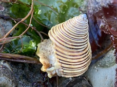 Calliostoma canaliculatum