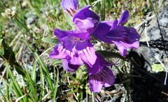 Penstemon eriantherus