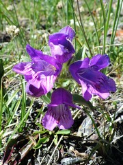 Penstemon eriantherus
