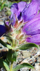 Penstemon eriantherus