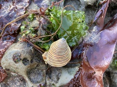 Calliostoma canaliculatum