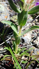 Penstemon eriantherus
