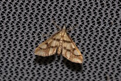 Aboetheta pteridonoma