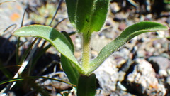 Penstemon eriantherus