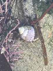 Calliostoma tricolor