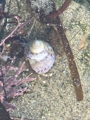 Calliostoma tricolor