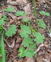 Geranium carolinianum
