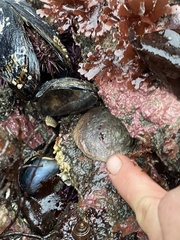 Pododesmus macrochisma