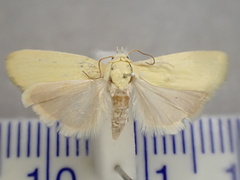 Earias chlorodes