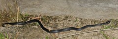 Cryptophis nigrescens