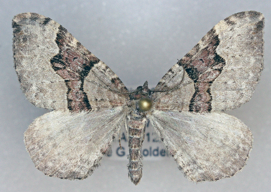 Xanthorhoe alticolata