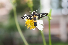 Amata sperbius