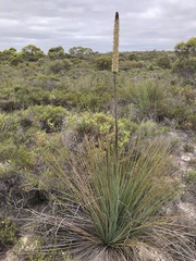 Xanthorrhoea caespitosa