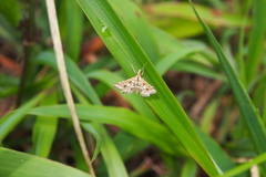 Diasemia accalis