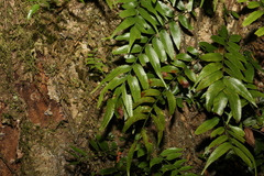 Arthropteris tenella