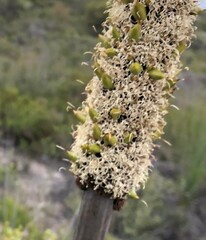 Xanthorrhoea caespitosa