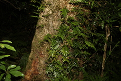 Arthropteris tenella