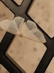 Poecilasthena pulchraria