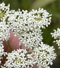 Ammi majus