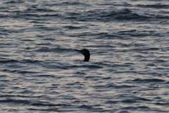 Nannopterum brasilianum brasilianum