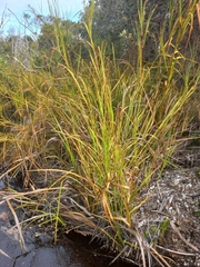 Cladium procerum