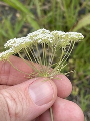 Ammi majus