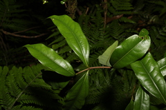 Cinnamomum virens