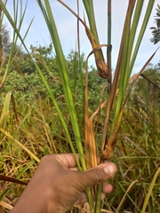 Cladium procerum