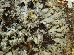 Phaeophyscia