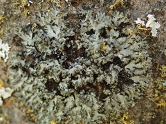 Phaeophyscia