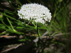 Trachymene grandis
