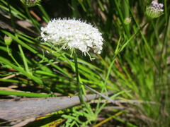 Trachymene grandis