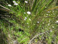 Trachymene grandis