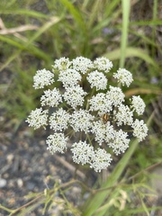 Ammi majus