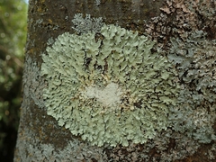 Flavoparmelia haysomii