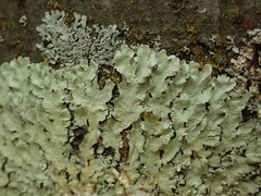 Flavoparmelia haysomii