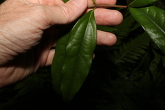 Cinnamomum virens