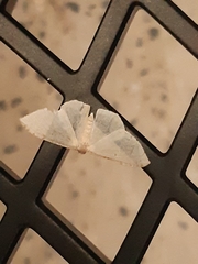 Poecilasthena pulchraria