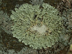 Flavoparmelia haysomii