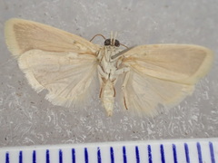 Earias chlorodes